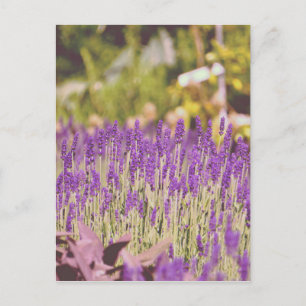 Postal Impresión fotográfica del jardín de lavanda