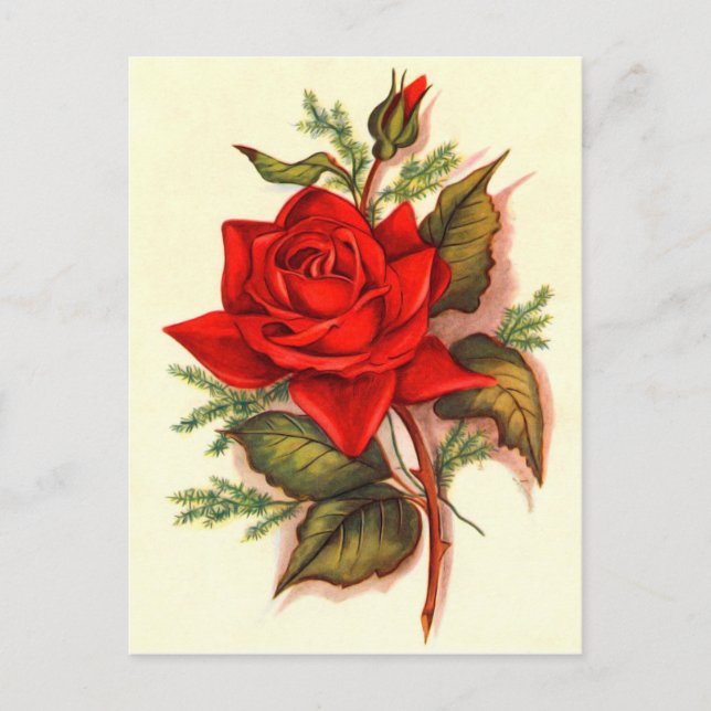 Postal Impresionante Bouquet de rosas rojas victorianas (Anverso)