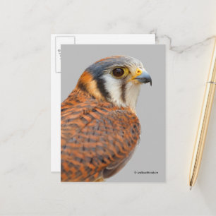 Postal Impresionante Cernícalo De Cernícalo De Sparrowhaw