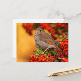 Postal Impresionante ermitaño Thrush Songbird en Pyracant