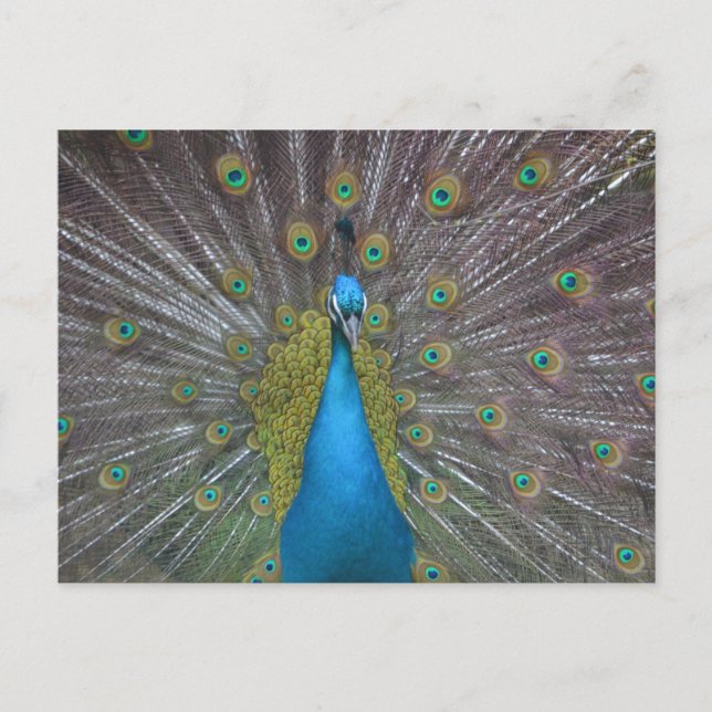 Postal Impresionante pavo real (Anverso)