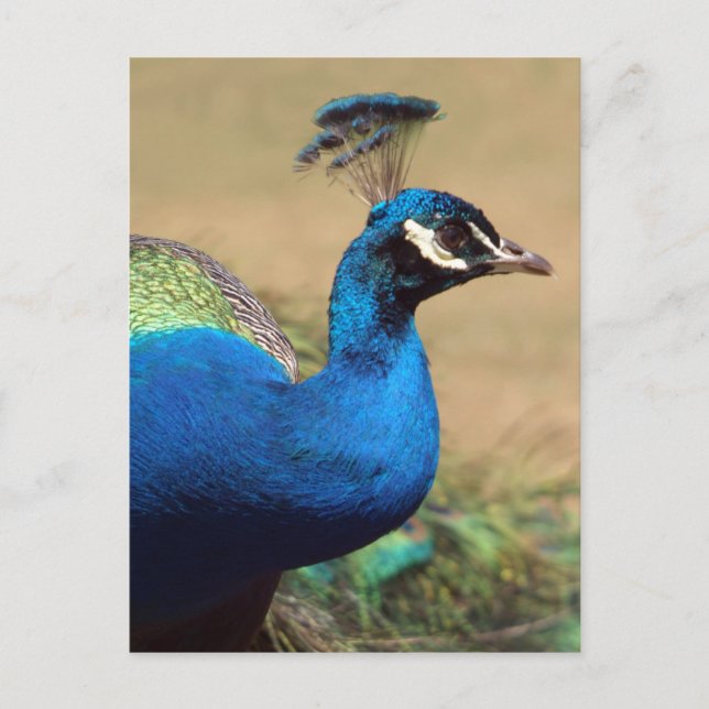 Postal Impresionante pavo real indio (Anverso)