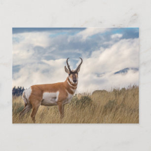Postal Impresionante Pronghorn