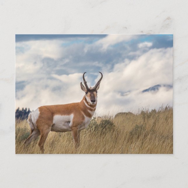 Postal Impresionante Pronghorn (Anverso)