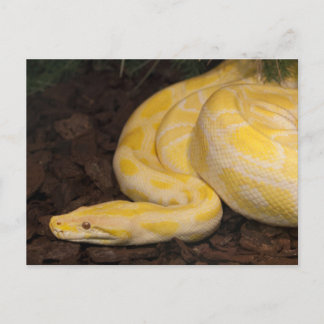 Postal Impresionante Python birmano amarillo