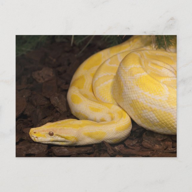 Postal Impresionante Python birmano amarillo (Anverso)