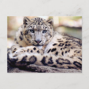 Postal Impresionante retrato de leopardo de las nieves