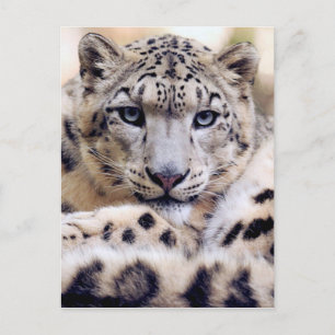 Postal Impresionante retrato de leopardo de las nieves