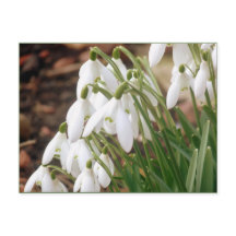 Impresionantes Snowdrop Primavera