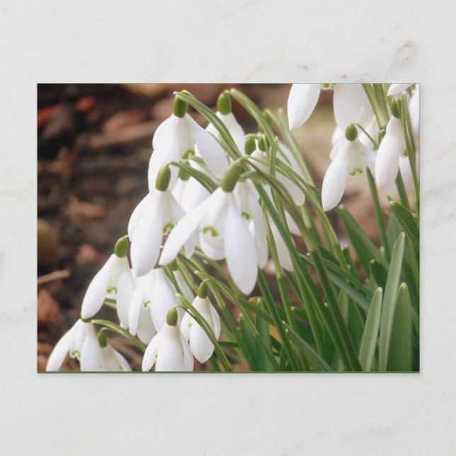 Postal Impresionantes Snowdrop Primavera (Anverso)