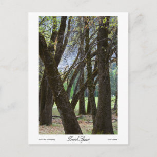 Postal Impresiones de espacio de troncos
