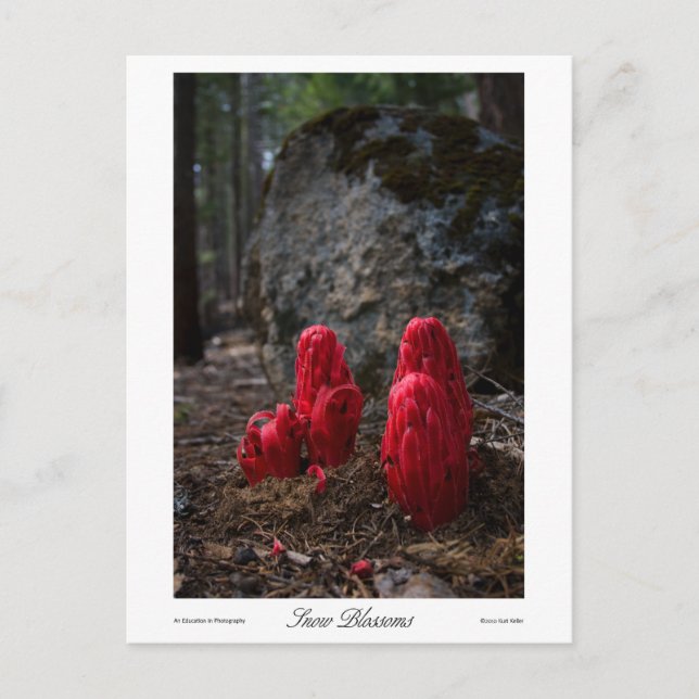 Postal Impresiones de flores de nieve (Anverso)