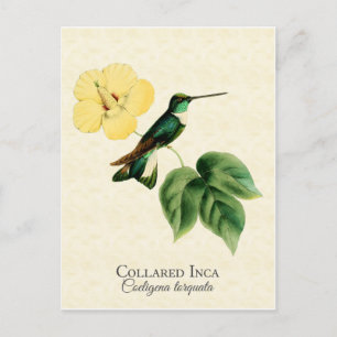 Postal Inca Collared Hummingbird Art