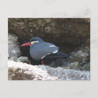 Postal Inca Tern