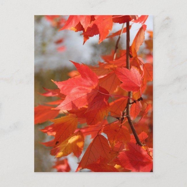 Postal Incendio de otoño (Anverso)