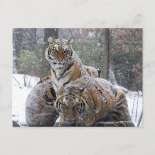 Postal Incendio de tigre de invierno