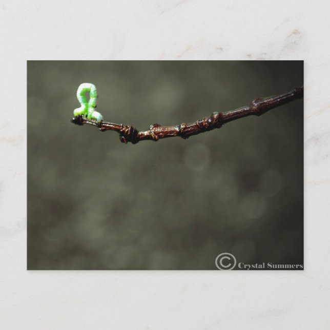 Postal Inchworm (Anverso)