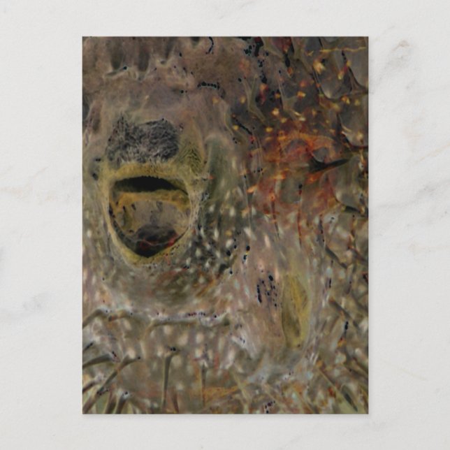 Postal Incidente del pez globo (Anverso)