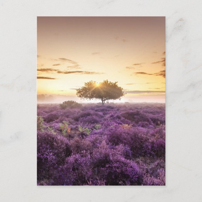 Postal Increíble amanecer de un solo árbol y morado (Anverso)