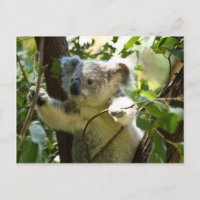 Increíblemente lindo bebé koala en un árbol