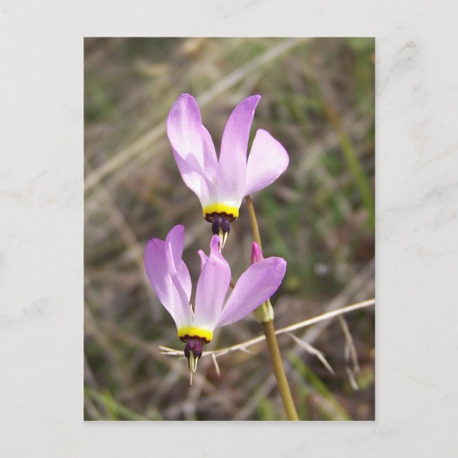 Postal indefinido (Anverso)