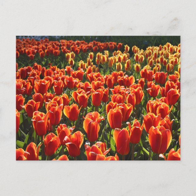 Postal indefinido (Anverso)