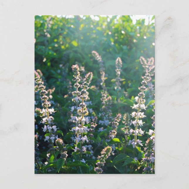 Postal indefinido (Anverso)