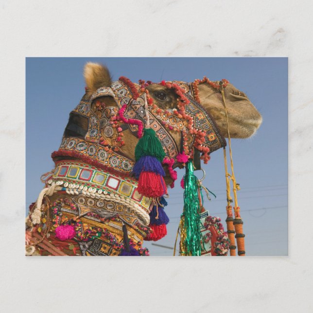 Postal INDIA, Rajasthan, Pushkar: FERIA DE CAMELLOS DE PU (Anverso)