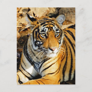 Postal India, Sawai Madhopur, Parque Nacional de Ranthamb