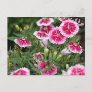 Postal Indian Blankets POSTCARD