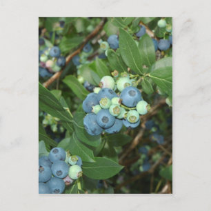 Postal Indiana Blueberries