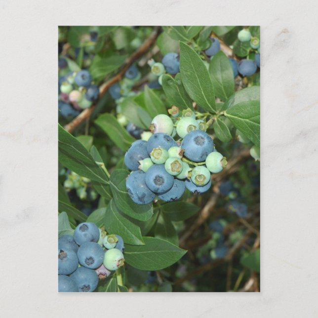 Postal Indiana Blueberries (Anverso)