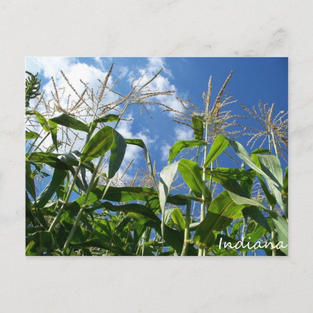 Postal Indiana Corn (Anverso)