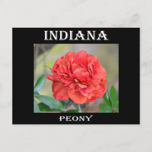 Postal Indiana Peony