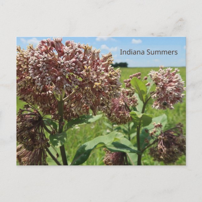 Postal Indiana Summers (Anverso)