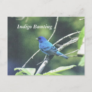 Postal Indigo Bunting