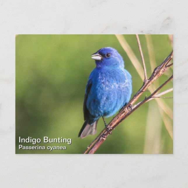 Postal Indigo Bunting (Anverso)