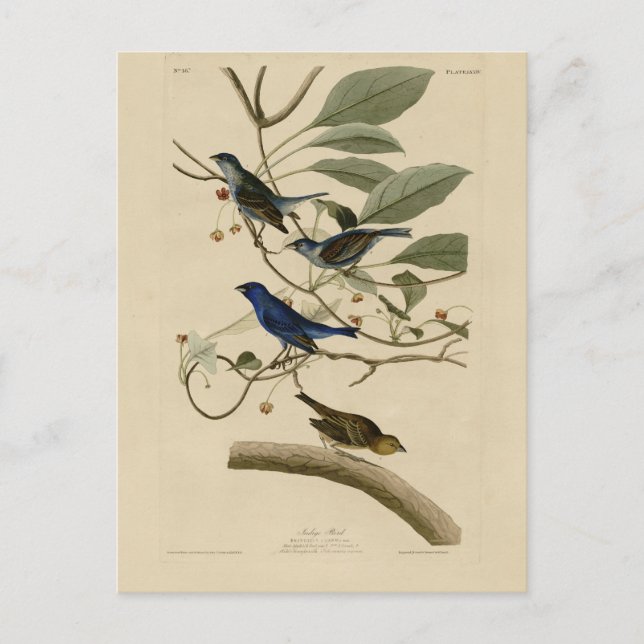 Postal Indigo Bunting en Aves de América de Audubon (Anverso)