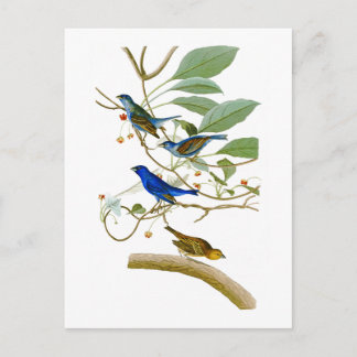 Postal Indigo Bunting John James Audubon Birds of America