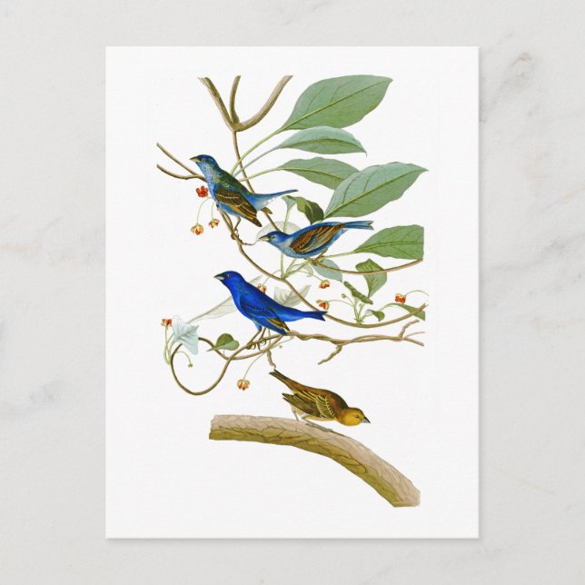 Postal Indigo Bunting John James Audubon Birds of America (Anverso)