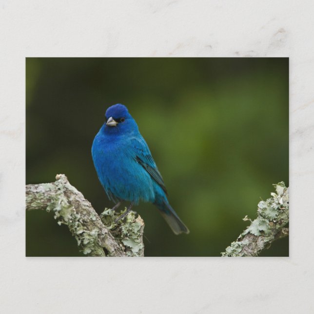 Postal Indigo Bunting, Passerina cyanea, Costa (Anverso)