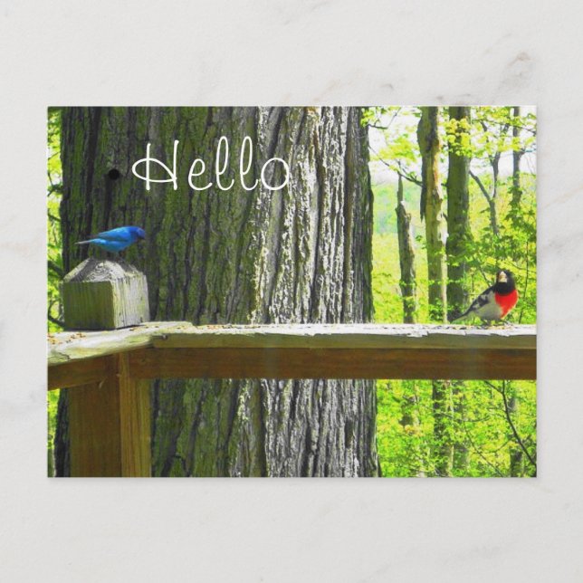 Postal Indigo Bunting & Rosa Breast Grosbeak (Anverso)