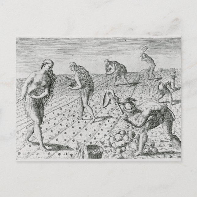 Postal Indios de Florida plantando maíz (Anverso)
