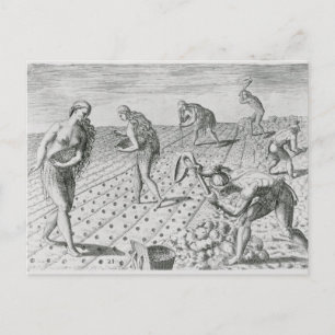 Postal Indios de Florida plantando maíz