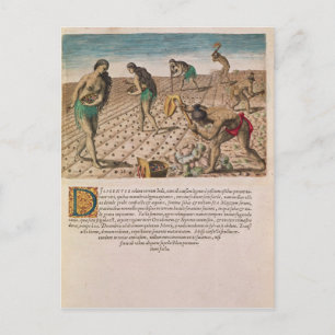 Postal Indios de Florida plantando maíz