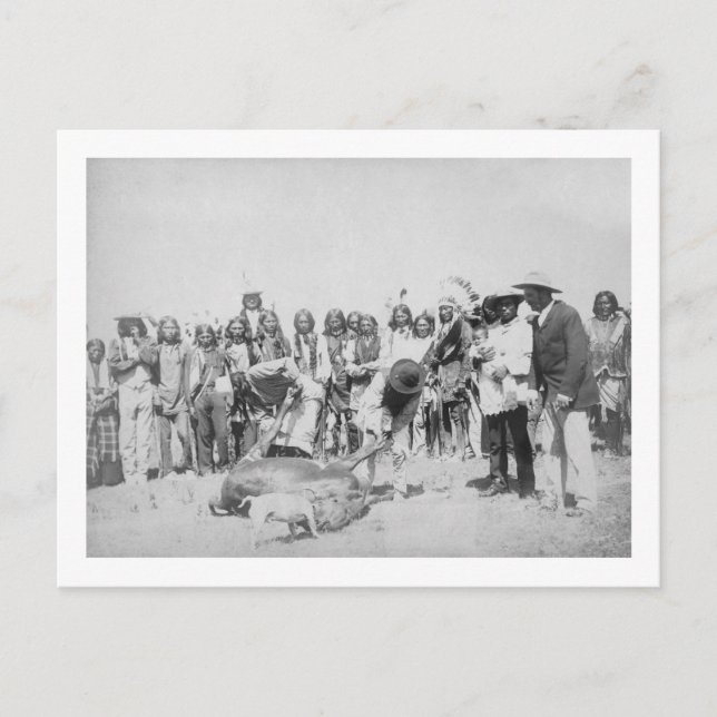 Postal Indios lakota despellejando fotografía de ganado (Anverso)