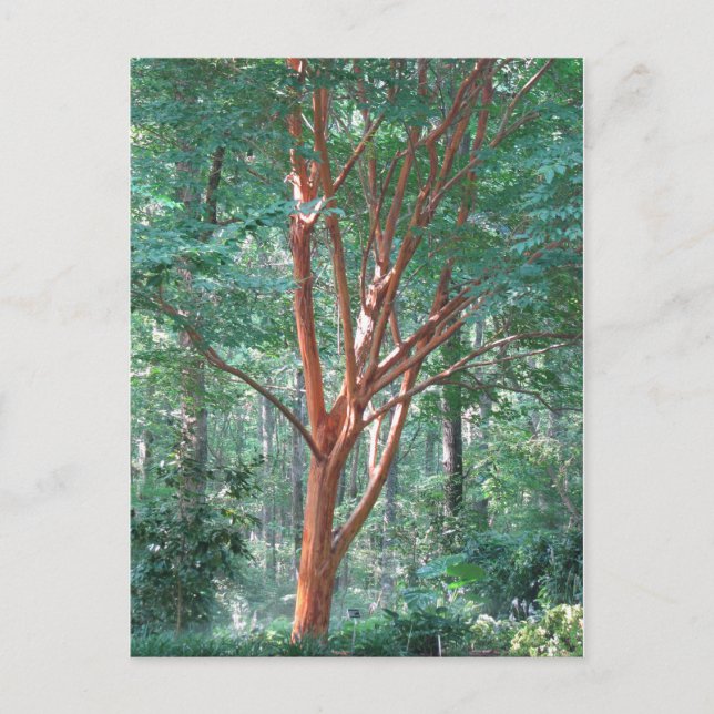 Postal individual (Anverso)