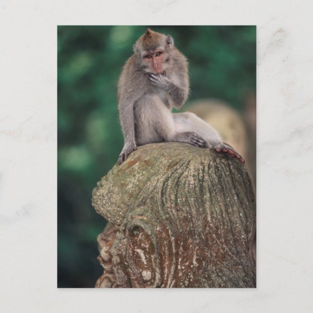 Postal Indonesia, Bali, Ubud, Macaco de cola larga (Anverso)