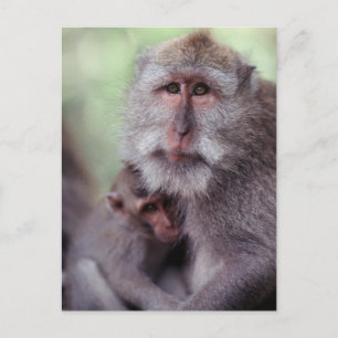 Postal Indonesia, Bali, Ubud, Macaque Largo-atado 1