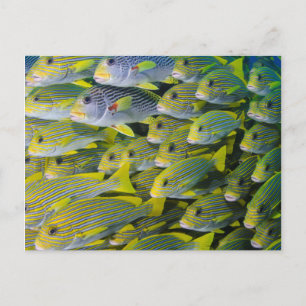 Postal Indonesia. Enseñar pescados